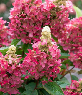 Hydrangea paniculata 'Magical Vesuvio'
